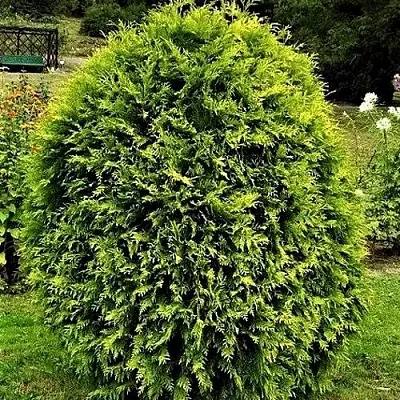 Туя ТИП ТОП западная  Туя ТИП ТОП западная в Калуге