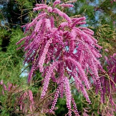 Тамарикс ПИНК КАСКАД  Тамарикс ПИНК КАСКАД в Калуге