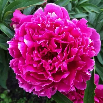 Пион КАРЛ РОЗЕНФЕЛЬД травянистый в Калуге