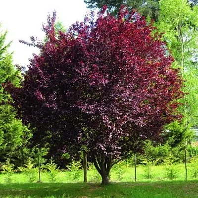 Слива НИГРА растопыреная   Слива НИГРА растопыреная  в Калуге