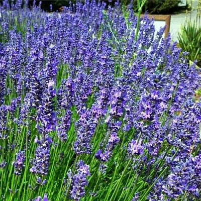 Лаванда ФЕНОМЕНАЛ узколистная  Лаванда ФЕНОМЕНАЛ узколистная в Калуге