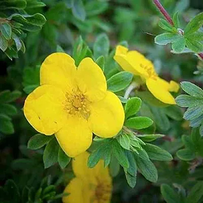Лапчатка ГОЛДСТАР кустарниковая  Лапчатка ГОЛДСТАР кустарниковая в Калуге