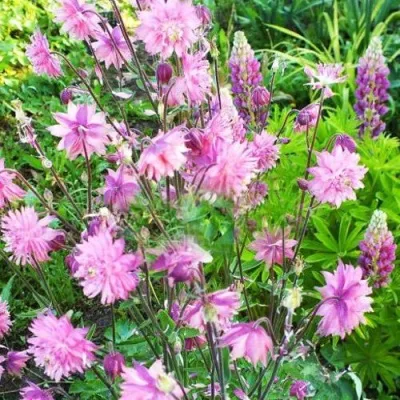 Аквилегия БАРЛОУ ПИНК гибрид МакКаны — описание сорта Аквилегия БАРЛОУ ПИНК гибрид МакКаны в Калуге