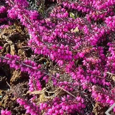 ЭРИКА "АЛЬПИЙСКИЙ ВЕРЕСК" (зимующая) сорт АТРОРУБРА  ЭРИКА "АЛЬПИЙСКИЙ ВЕРЕСК" (зимующая) сорт АТРОРУБРА в Калуге