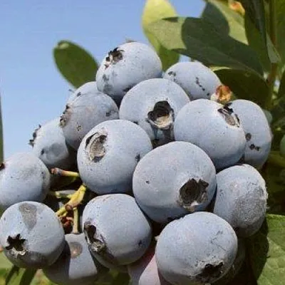 Голубика ЦУКЕР ТРАУБЕ  Голубика ЦУКЕР ТРАУБЕ в Калуге