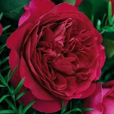 Саженцы роз КЕЙТ английская  Саженцы роз КЕЙТ английская в Калуге