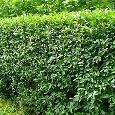 Бирючина обыкновенная  Бирючина обыкновенная в Калуге