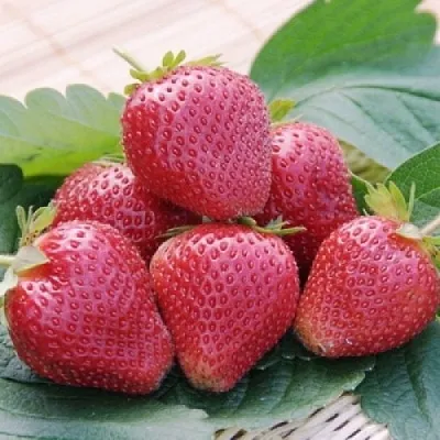 Клубника ВИМА КСИМА  Клубника ВИМА КСИМА в Калуге