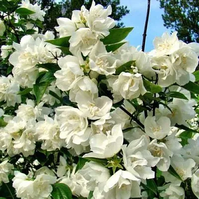 Жасмин ДЕНИСКИНЫ РАССКАЗЫ  Жасмин ДЕНИСКИНЫ РАССКАЗЫ в Калуге