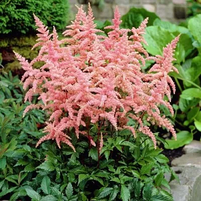 Астильба БРЕССИНГЕМ БЬЮТИ Арендса в Калуге