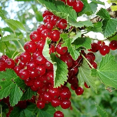 Смородина красная ГОЛЛАНДСКАЯ КРАСНАЯ в Калуге