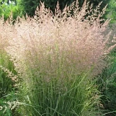 Вейник ОВЕРДАМ остроцветковый в Калуге