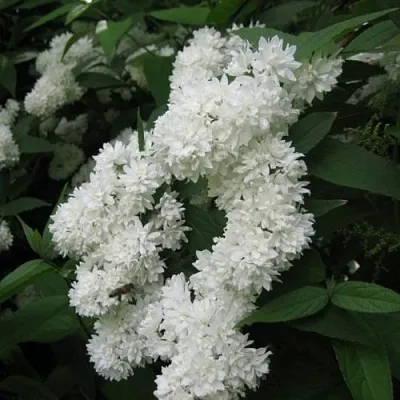 Дейция КАНДИДИССИМА шершавая  Дейция КАНДИДИССИМА шершавая в Калуге