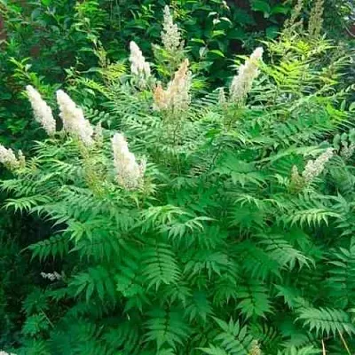 Рябинник рябинолистный СЭМ  Рябинник рябинолистный СЭМ в Калуге