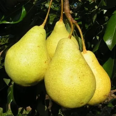 Груша ВИЛИЯ в Калуге