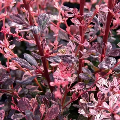 Барбарис АРЛЕКИН тунберга  Барбарис АРЛЕКИН тунберга в Калуге