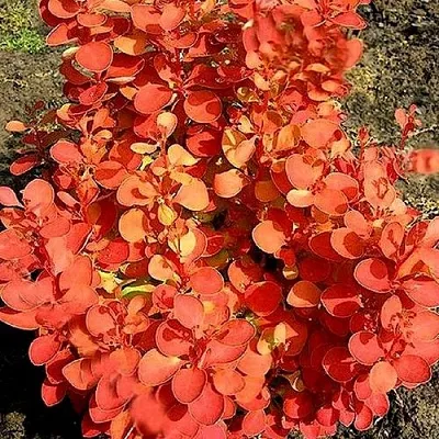 Барбарис ОРАНЖ ФАЙЕР тунберга  Барбарис ОРАНЖ ФАЙЕР тунберга в Калуге