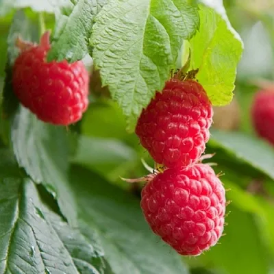 Малина МАРАВИЛЛА  Малина МАРАВИЛЛА в Калуге