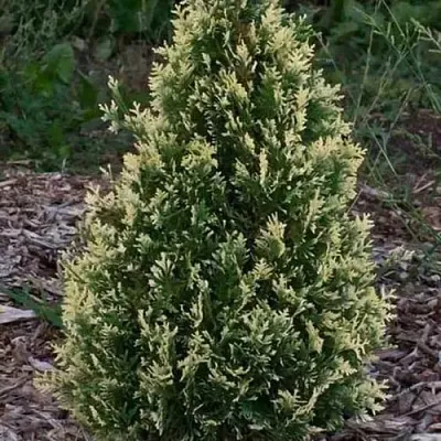 Туя БРАБАНТ ВАРИЕГАТТА западная в Калуге