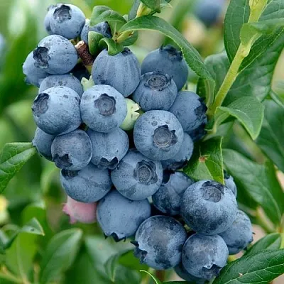 Голубика ХАРДИБЛЮ  Голубика ХАРДИБЛЮ в Калуге