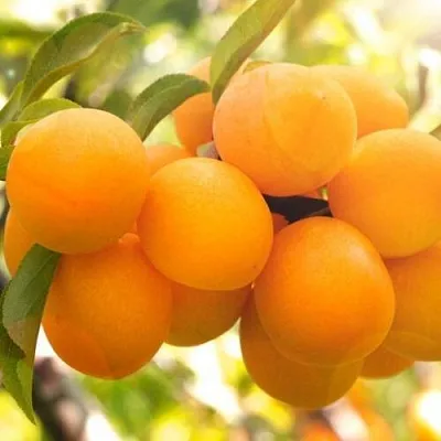 Слива МАРА  Слива МАРА в Калуге