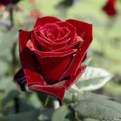 Саженцы роз ТАБУ чайно-гибридная в Калуге