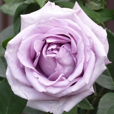 Саженцы роз ИНДИГОЛЕТТА плетистая  Саженцы роз ИНДИГОЛЕТТА плетистая в Калуге