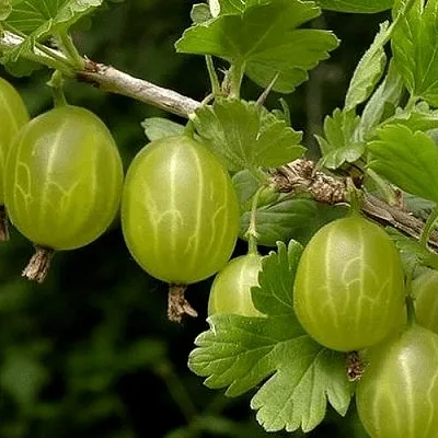 Крыжовник УРАЛЬСКИЙ БЕСШИПНЫЙ  Крыжовник УРАЛЬСКИЙ БЕСШИПНЫЙ в Калуге