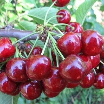 Вишня ДЕСЕРТНАЯ МОРОЗОВОЙ  Вишня ДЕСЕРТНАЯ МОРОЗОВОЙ в Калуге