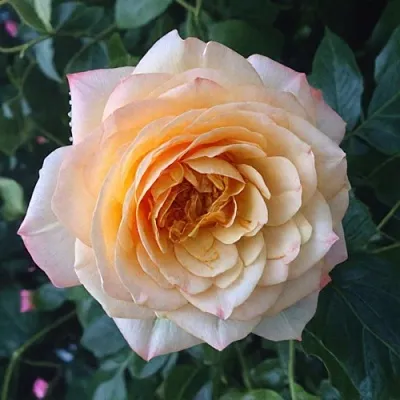 Саженцы роз АБЕЙ ДЕ СЕНТ-АМАН шраб  Саженцы роз АБЕЙ ДЕ СЕНТ-АМАН шраб в Калуге