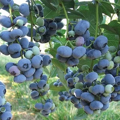 Голубика ЛИБЕРТИ  Голубика ЛИБЕРТИ в Калуге