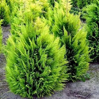 Кипарисовик ИВОНЕ лавсана  Кипарисовик ИВОНЕ лавсана в Калуге