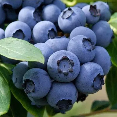 Голубика СПАРТАН  Голубика СПАРТАН в Калуге