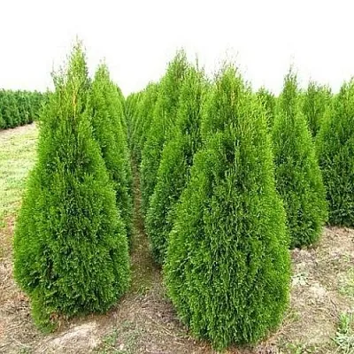 Туя СМАРАГД западная  Туя СМАРАГД западная в Калуге