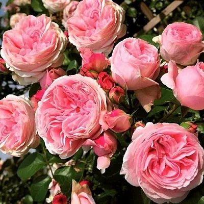 Саженцы роз ДЖАРДИНА плетистая  Саженцы роз ДЖАРДИНА плетистая в Калуге