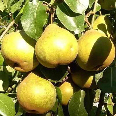 Груша ПЛАТОНОВСКАЯ в Калуге