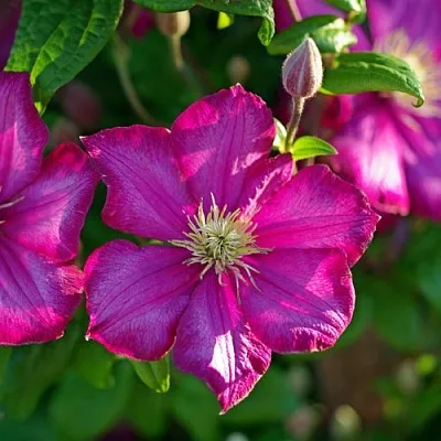 Клематис КАРМЕНСИТА в Калуге