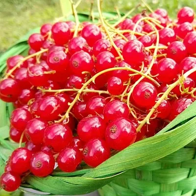 Красная  Красная в Калуге