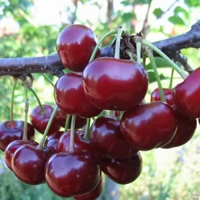 Вишня НОРД СТАР  Вишня НОРД СТАР в Калуге