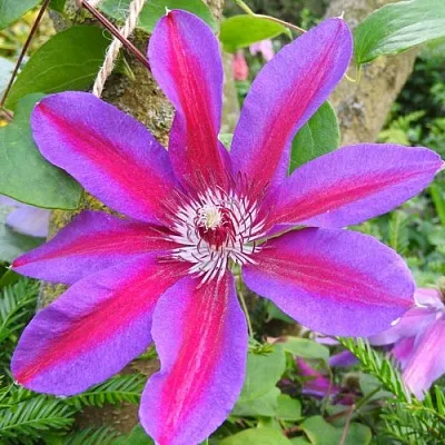 Клематис АКАИШИ в Калуге