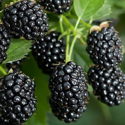 Ежевика ЧЕРНАЯ МАГИЯ ремонтантная  Ежевика ЧЕРНАЯ МАГИЯ ремонтантная в Калуге