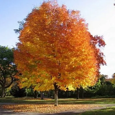 Клен серебристый в Калуге