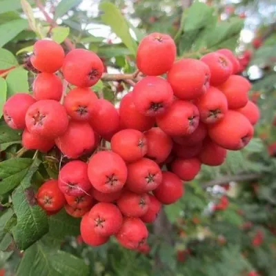 Рябина НЕВЕЖИНСКАЯ сладкоплодная — описание сорта Рябина НЕВЕЖИНСКАЯ сладкоплодная в Калуге