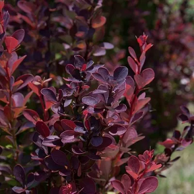 Барбарис ХЕЛМОНД ПИЛЛАР тунберга  Барбарис ХЕЛМОНД ПИЛЛАР тунберга в Калуге