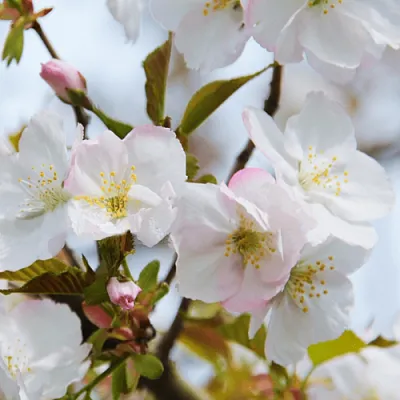 Вишня ОКАМЕ  Вишня ОКАМЕ в Калуге