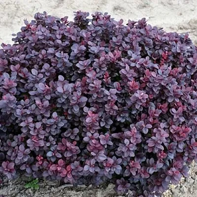 Барбарис КОНКОРД тунберга  Барбарис КОНКОРД тунберга в Калуге