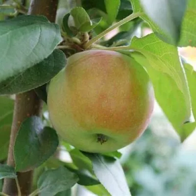 Яблоня ПОДСНЕЖНИК стелющаяся  Яблоня ПОДСНЕЖНИК стелющаяся в Калуге