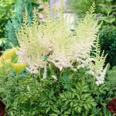 Астильба МИЛК ЭНД ХАНИ китайская в Калуге