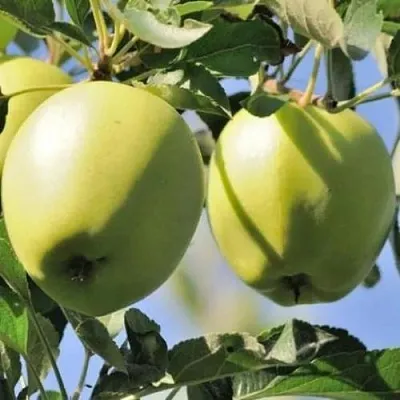 Яблоня САХАРНАЯ  Яблоня САХАРНАЯ в Калуге