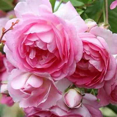 Саженцы роз ЖАСМИНА плетистая  Саженцы роз ЖАСМИНА плетистая в Калуге